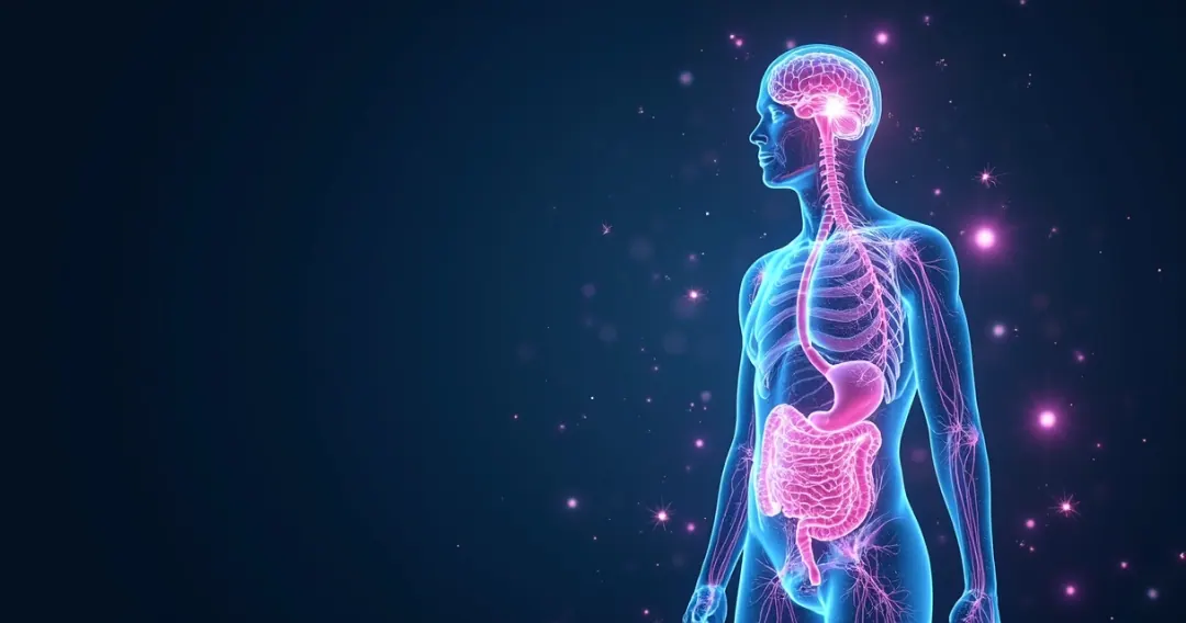 Representação de neurônios conectados no cérebro e no intestino, mostrando a ligação entre os sistemas.